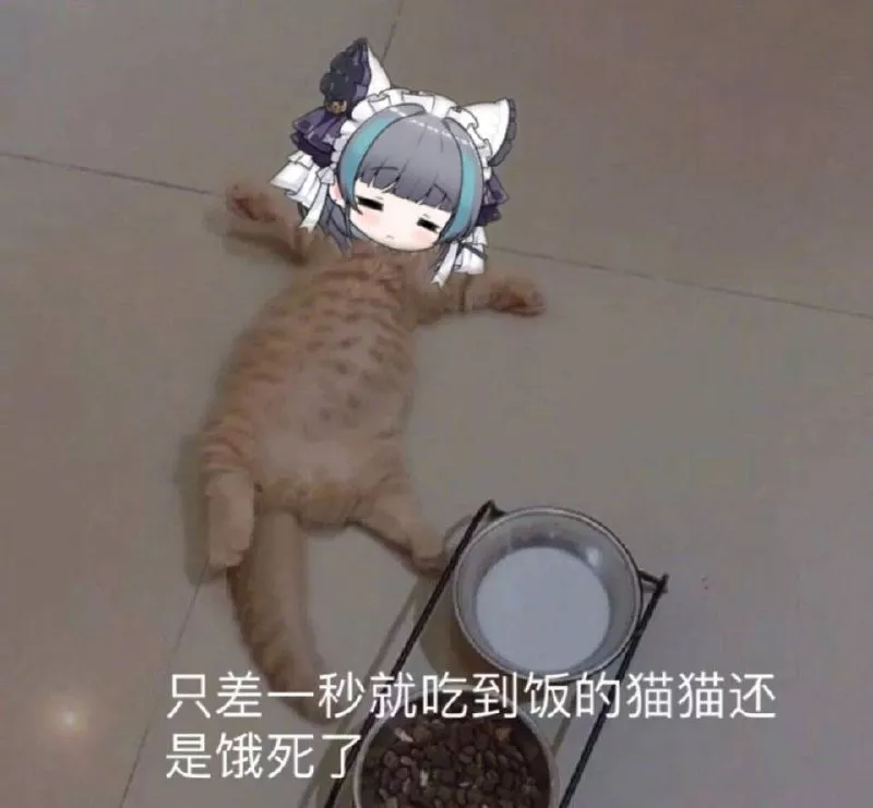 猫猫表情包